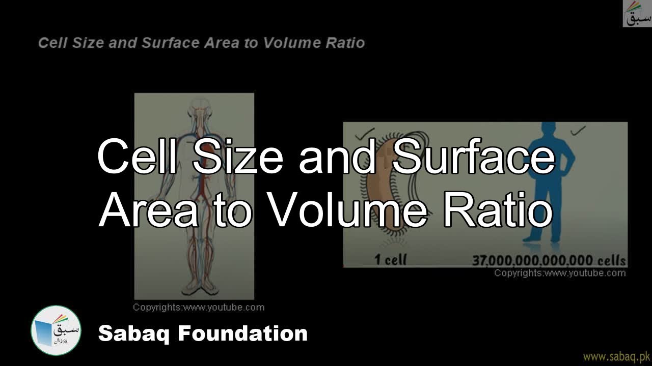 Cell Size and Surface Area to Volume Ratio, Biology Lecture | Sabaq.pk