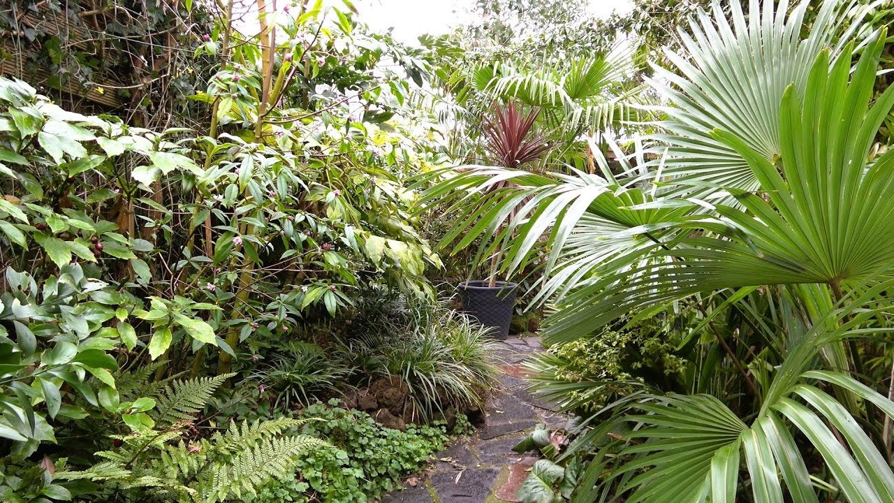 Our Small Tropical Garden, Winter Flowers