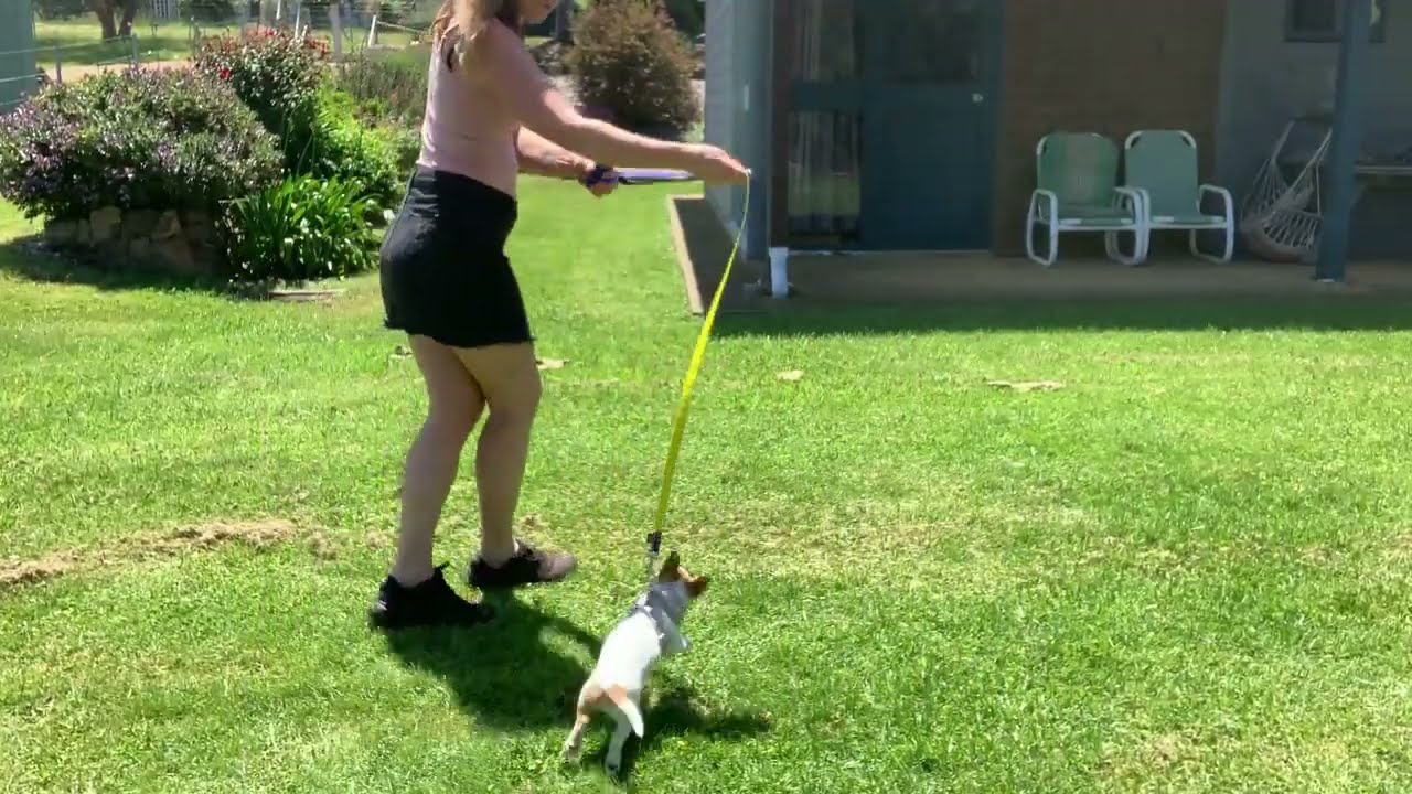 Jack Russell Puppy - First time using a harness and lead with Angus