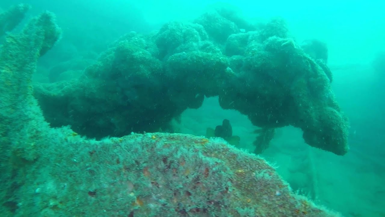 Dorset Sealife: Life on the Royal Adelaide 10.04.2015 (Jellyfish, wreck & more)