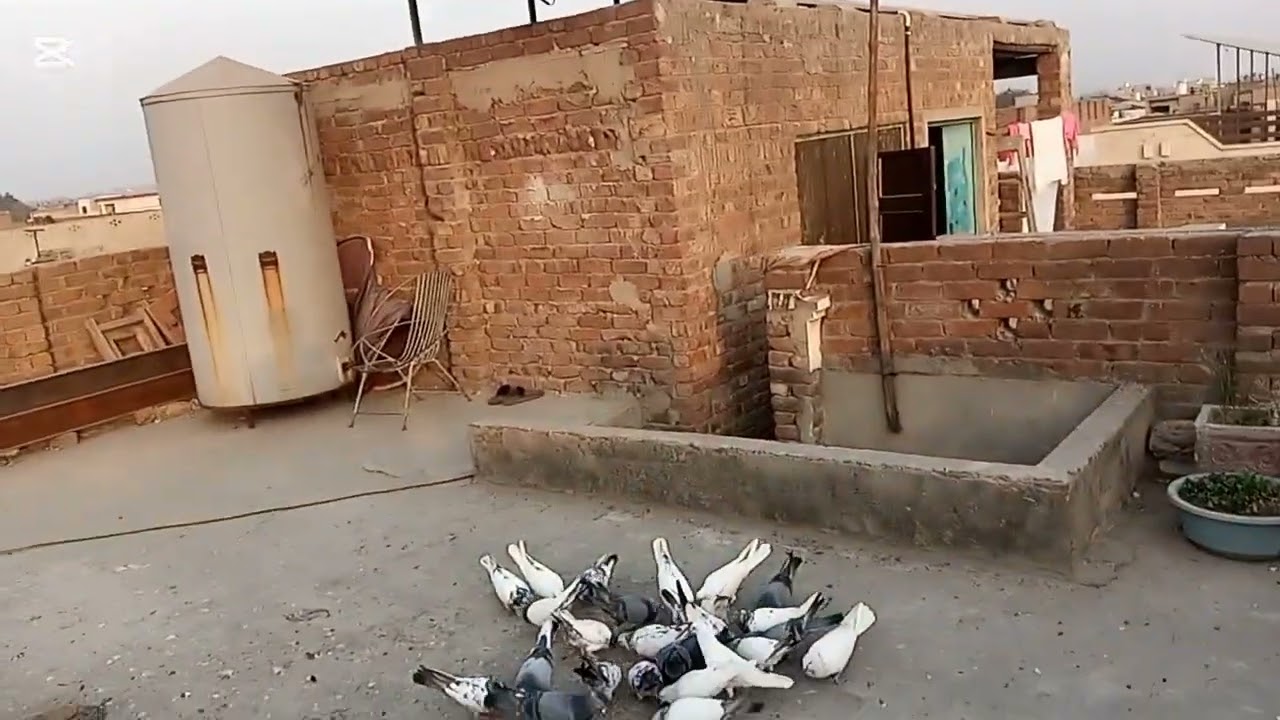 ###Aik bacha pkra or baki kabutro ko billy pr gye please like share comment and subscribe ###