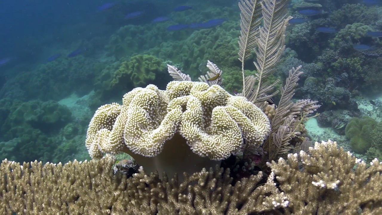Raja Ampat, Kri Eco Resort - Indonesia - Diving in the golden triangle