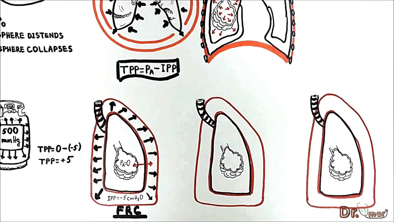 Transmural Pressures (transpulmonary, transthoracic, transrespiratory pressure)