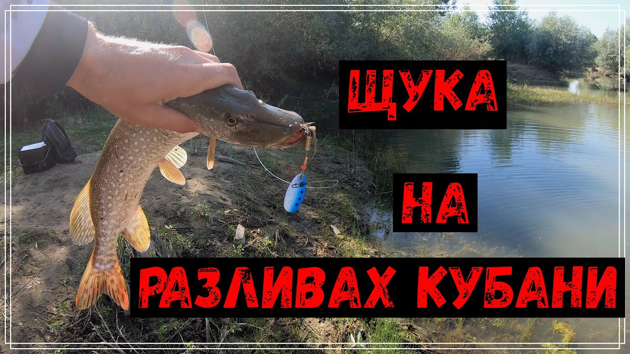 Щука на разливах р.Кубань.