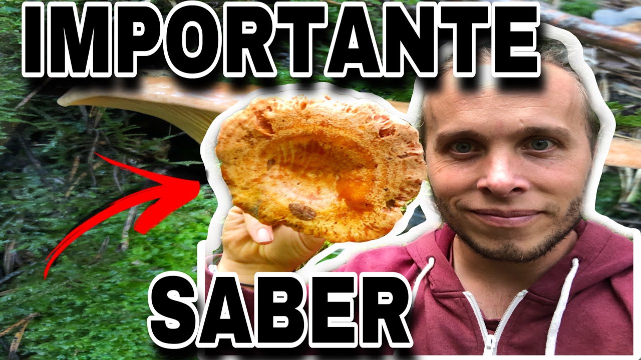 SECRETOS para BUSCAR SETAS incre&iacute;bles BROTES de ROVELLONS N&Iacute;SCALOS ROBELLONES TEMPORADA 2022