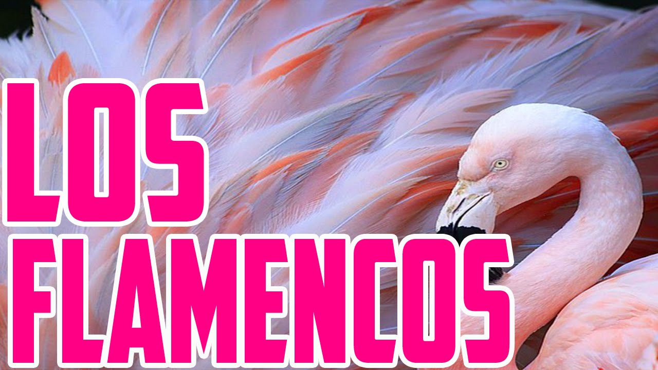 Los Flamencos de Bolivia - Linda muchachita