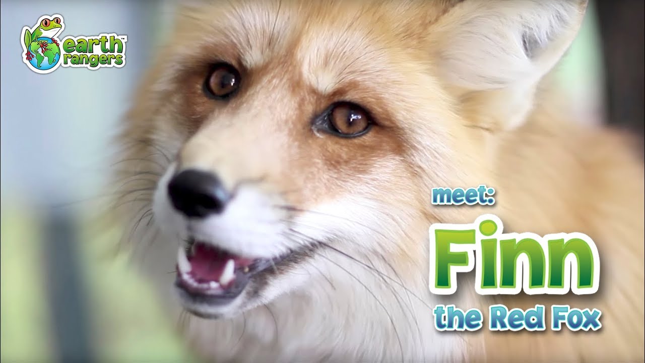 Meet Animal Ambassador Finn and prepare to fall in love with this adorable Red Fox