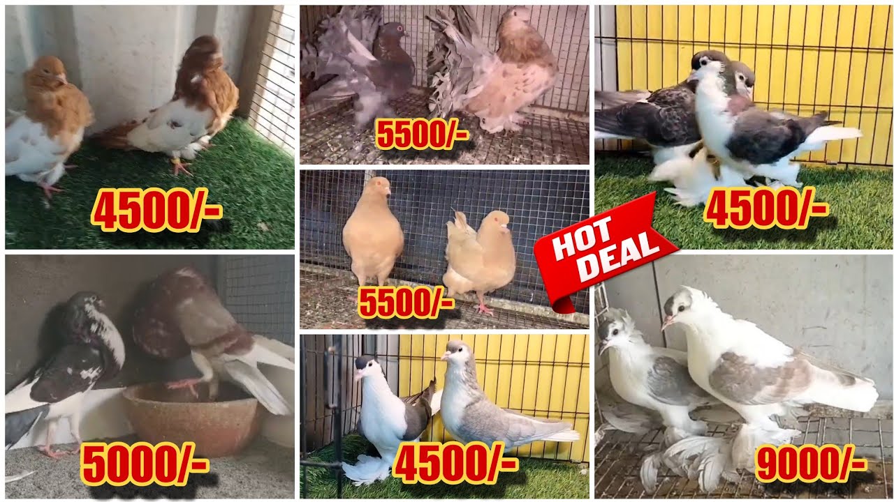 American Faintal,Jumbo King,Mudina,Siraji, Pouter And Homer Pigeon