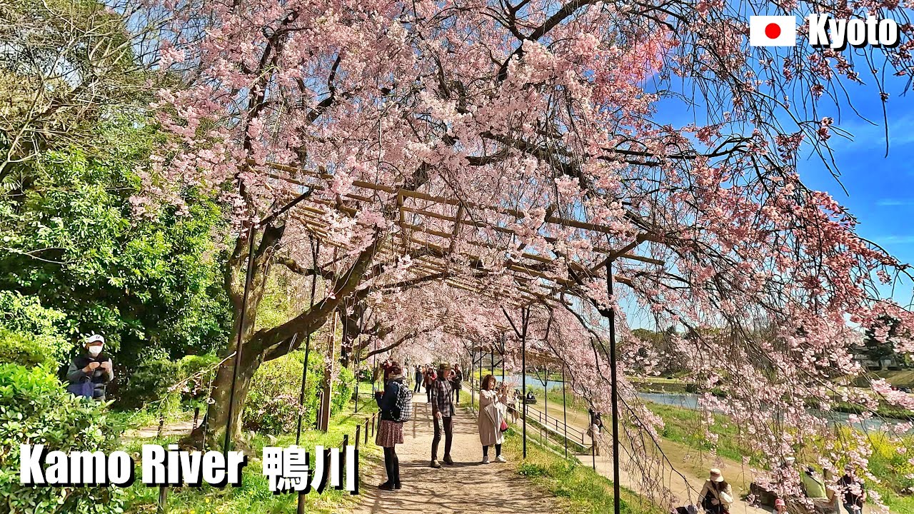Туннель для цветущей сакуры на реке Камо, Киото, Япония | 4K Walking