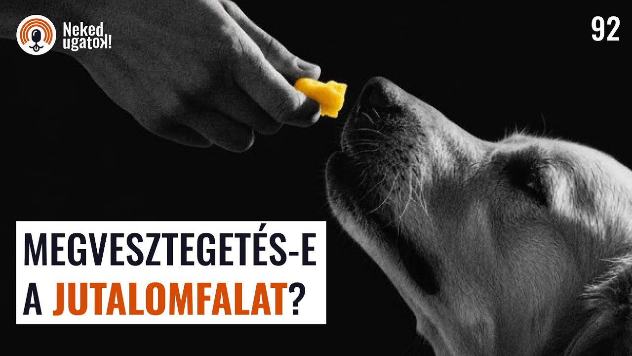Ne a falatért csinálja meg (TÉVHIT)! | #92