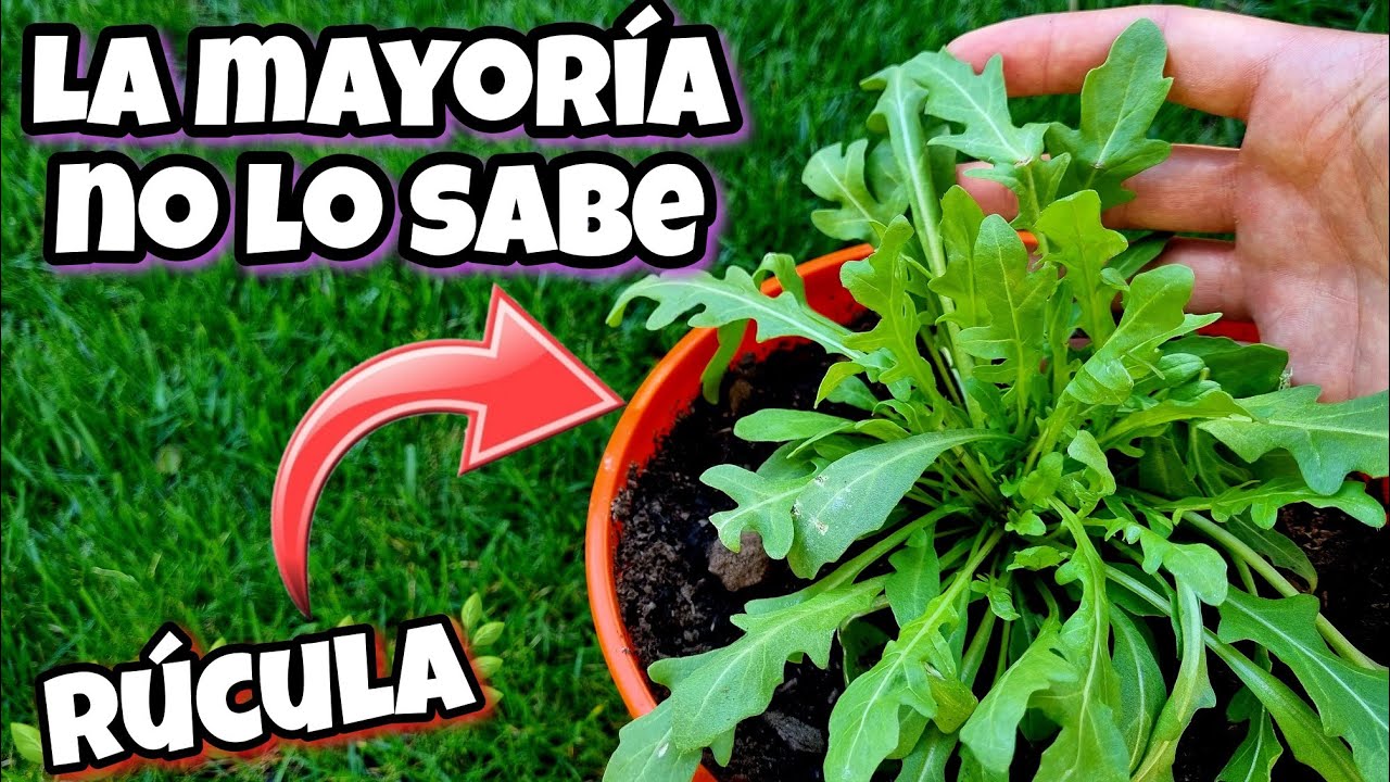 Solo el 0,7% SABE PORQUE deber&iacute;as EMPEZAR a COMER R&Uacute;CULA todos los D&Iacute;AS! Propiedades y beneficios