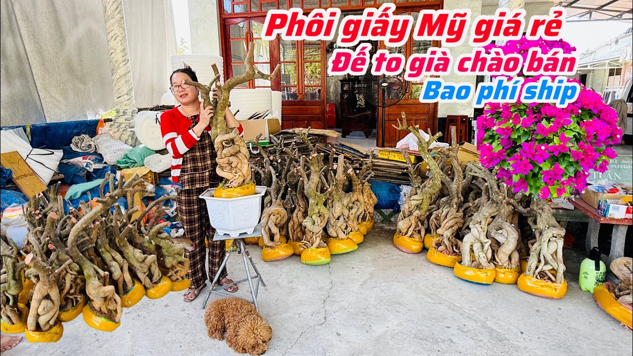 Phôi giấy Mỹ giá rẻ đế già to chào bán bao phí ship..23/01😘📲 0772.119.600.Quỳnh-Như 