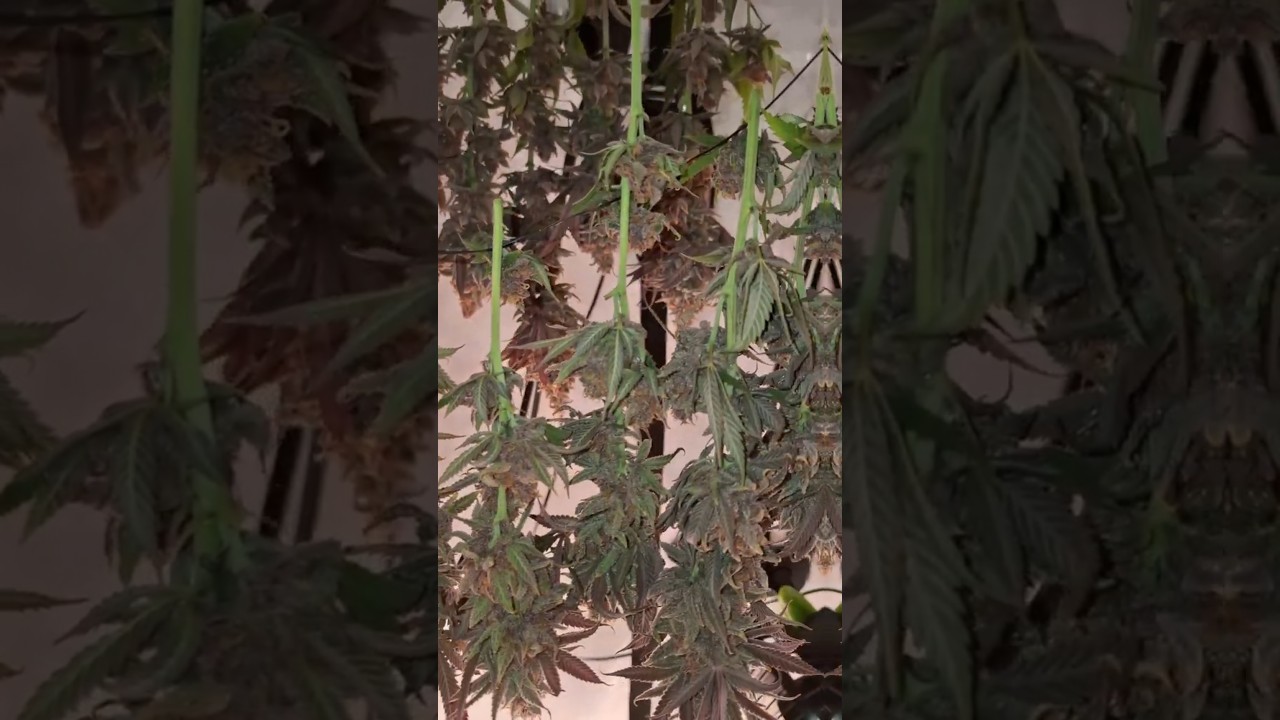 Harvest 