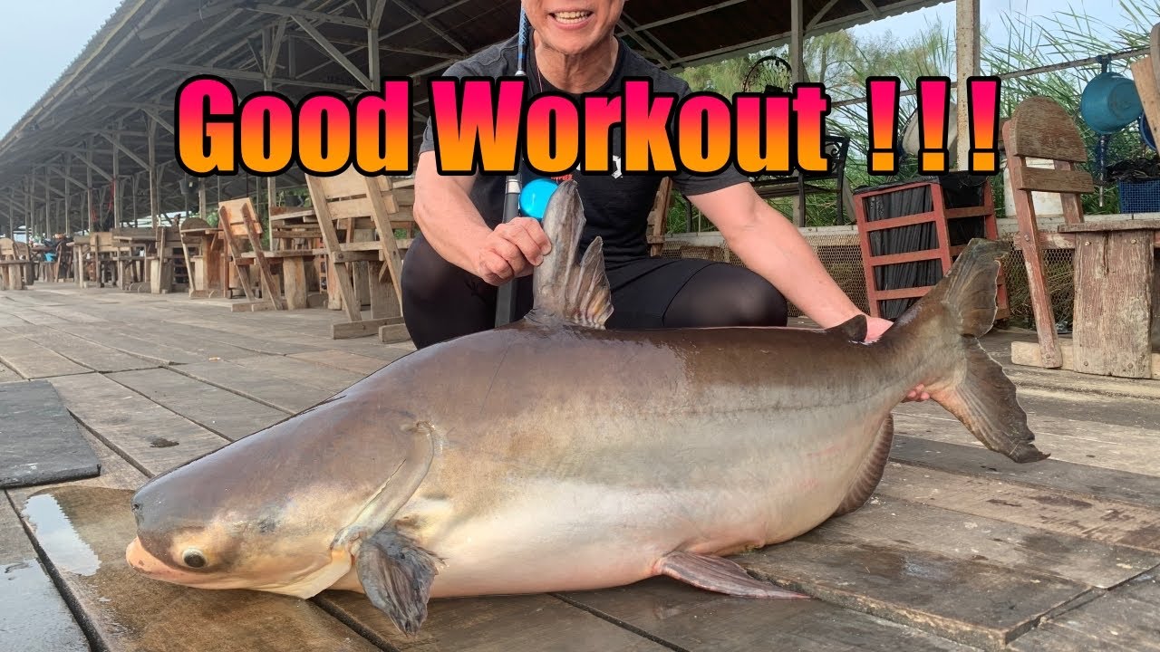 This Mekong Catfish Gave Me A Good Workout!
