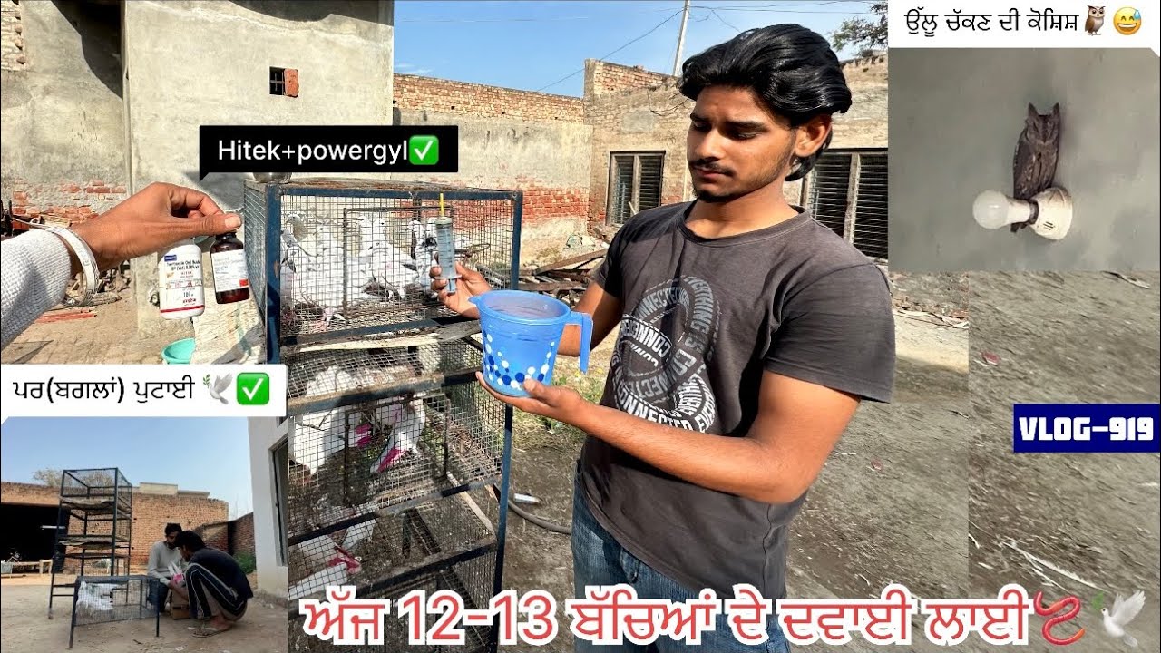 Trying to catch ￼owl🦉😅|| ਬੱਚਿਆਂ ਦੀ deworming ਦਾ day-2|| 43 ਕਬੂਤਰਾਂ ਦੀਆਂ ਬਗਲਾਂ ਵੀ ਪੱਟ ਦਿੱਤੀਆਂ ਅੱਜ