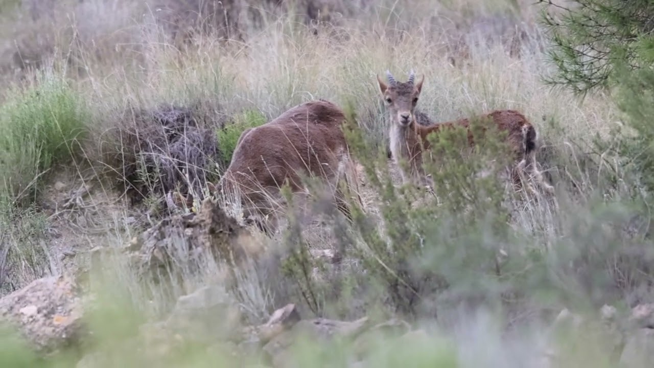 Southeastern Spanish Ibex, also known as Sierra Nevada Ibex hunt nov 2022