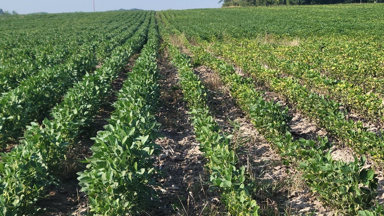Foliar feeding soybeans update.