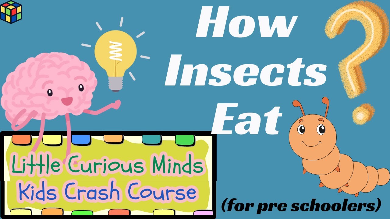 Little Curious Minds - Understanding How Bugs Eat for Young Explorers