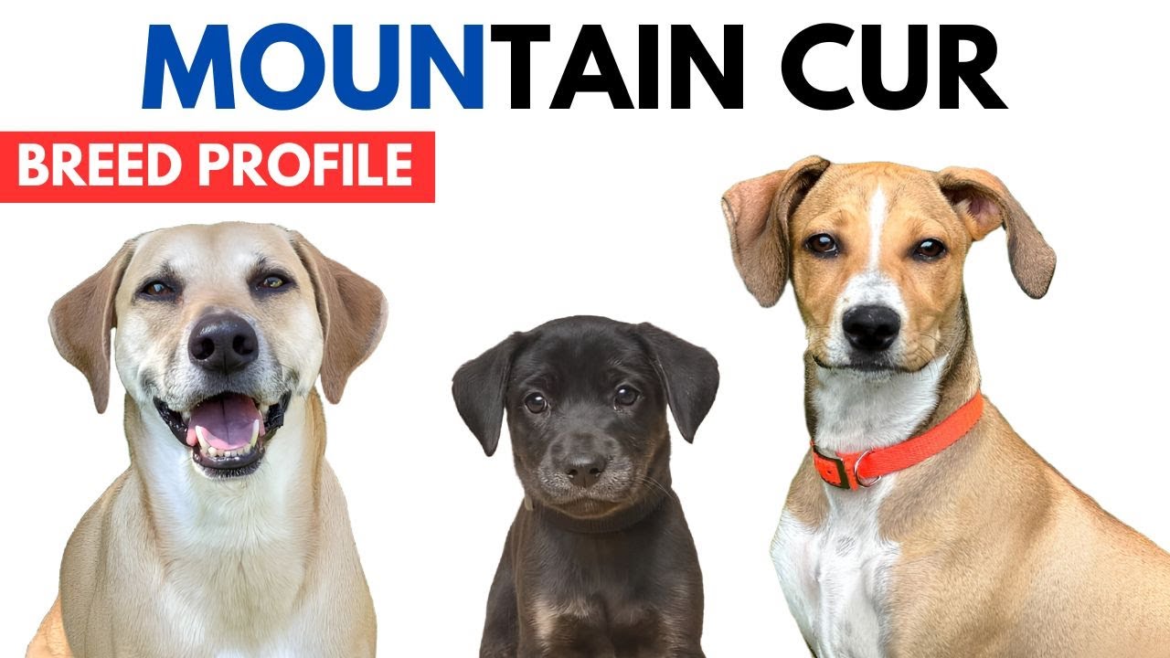 Mountain Cur Breed Profile History - Price - Traits - Mountain Cur Grooming Needs - Lifespan