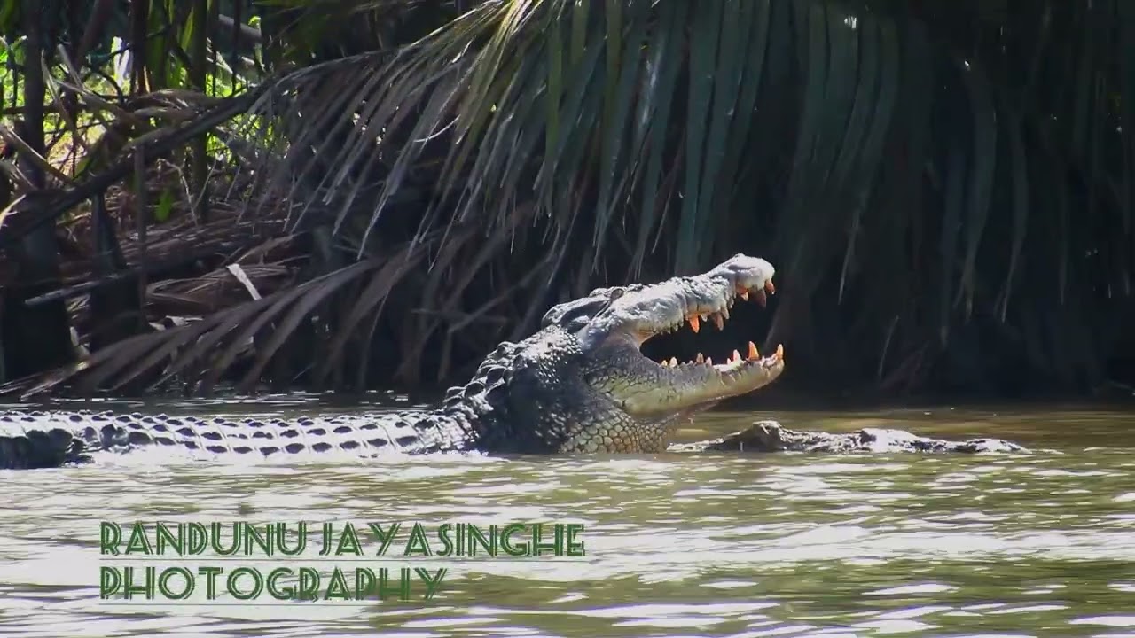 නිල්වලා ගගේ කිඹුල්ලු crocodile in nilwala river මාතර නිල්වලා නදියේ ජීවත්වන මිනීමරු කිබුලා