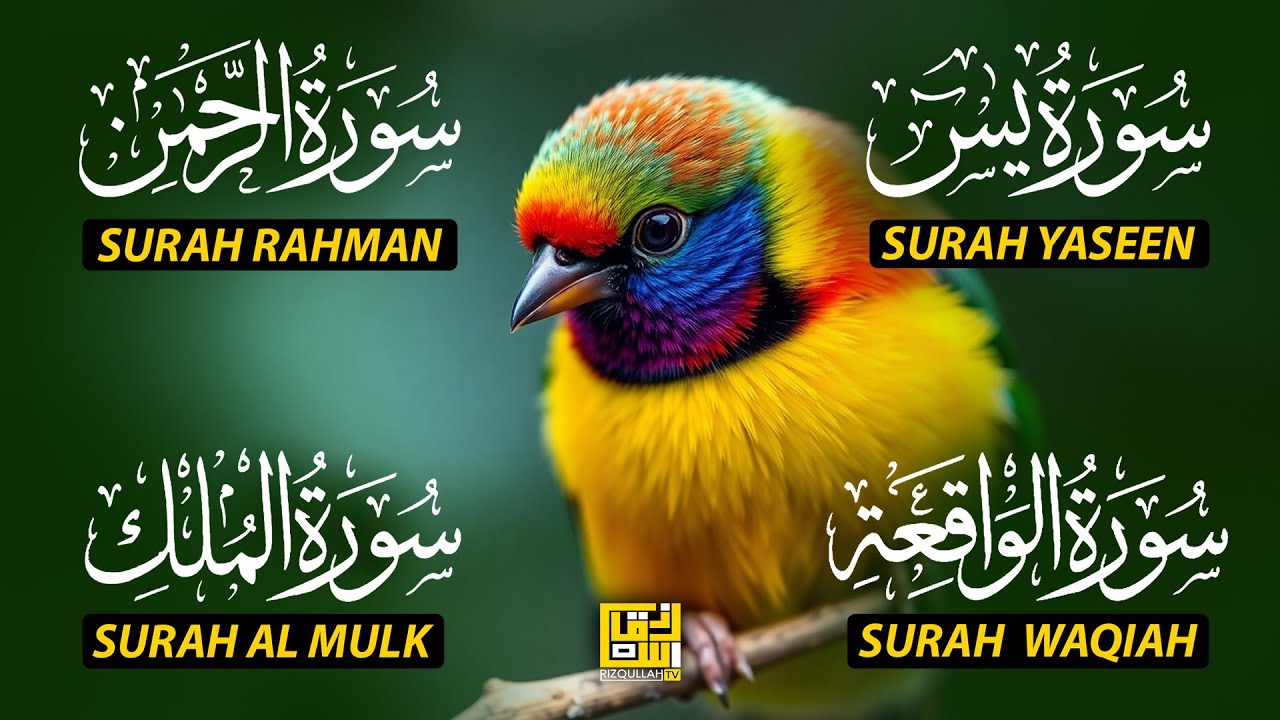 Beautiful Surah Yaseen (Yasin) | Surah Rahman | Surah Waqiah | Surah Mulk EP177