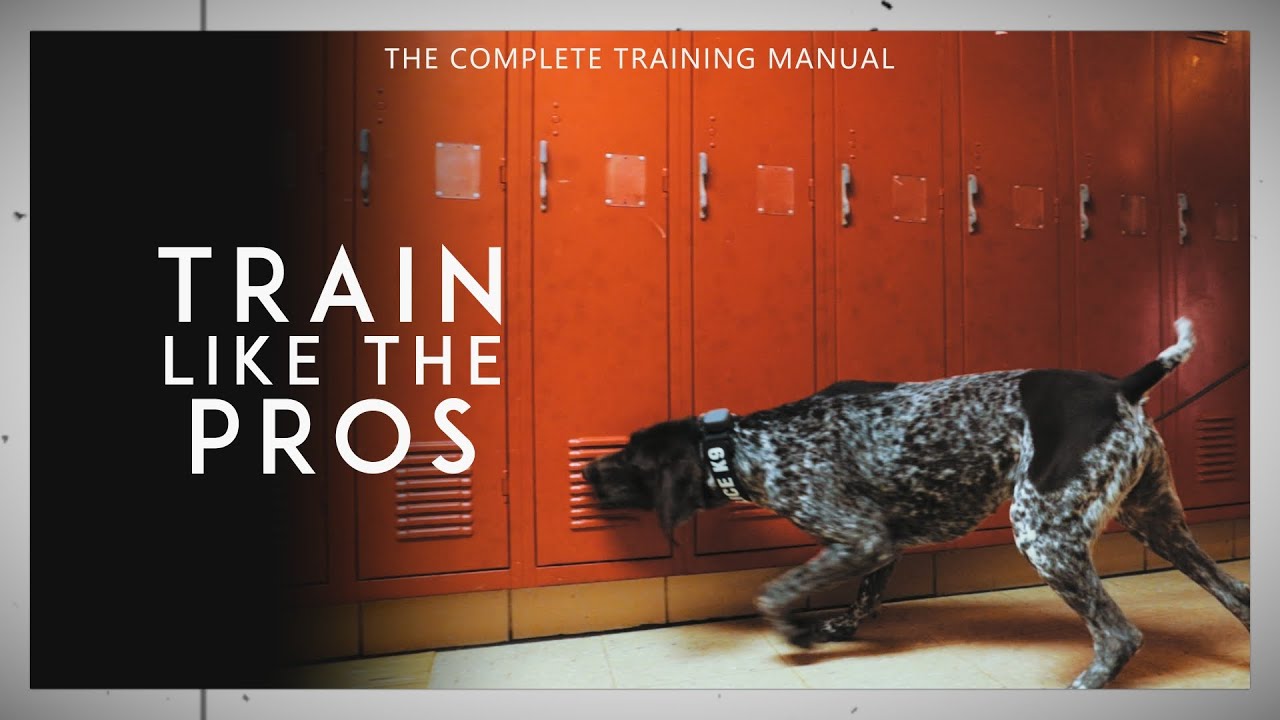 Top 10 Tools for K9 Scent Work