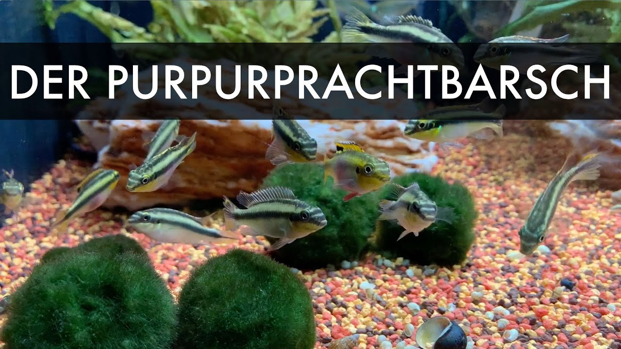 Der Purpurprachtbarsch | Pelvicachromis pulcher