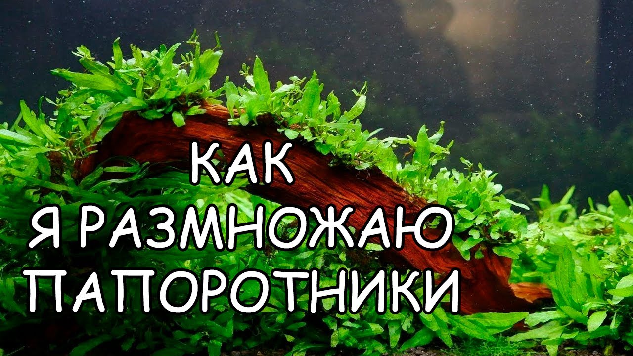 КАК Я РАЗМНОЖАЮ ПАПОРОТНИКИ