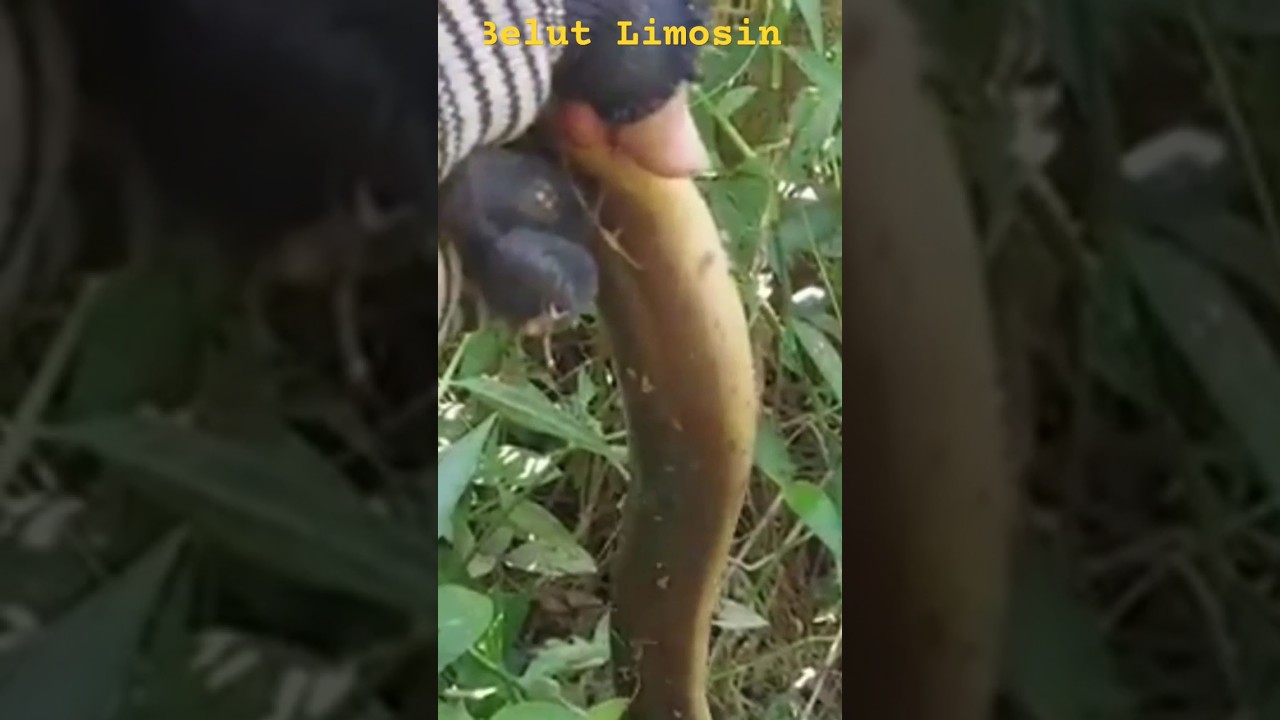 Dapat jackpot Belut Limosin 