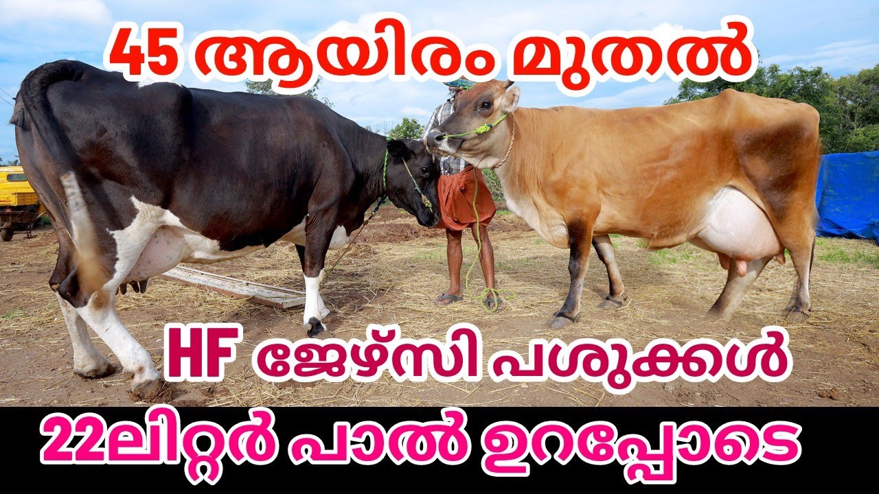 45ആയിരം മുതൽ പശുക്കൾ വാങ്ങാം | 23 ലിറ്റർ പാൽ തരുന്ന പശുക്കൾ ഇവിടെ ഉണ്ട് #cow