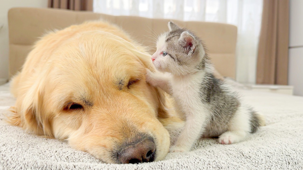 Giant Golden Retriever Just Wanted to Nap&hellip; Then a Tiny Kitten Ruined Everything