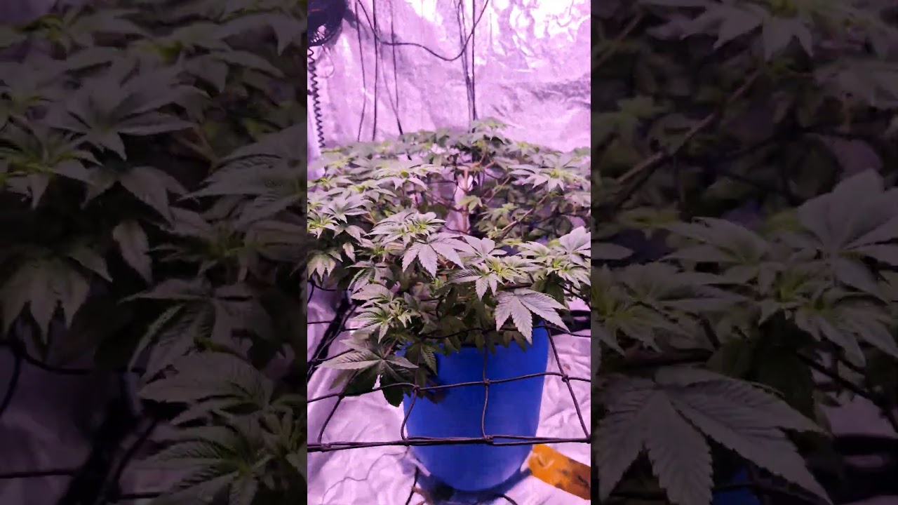 Mandarin Cookies V2