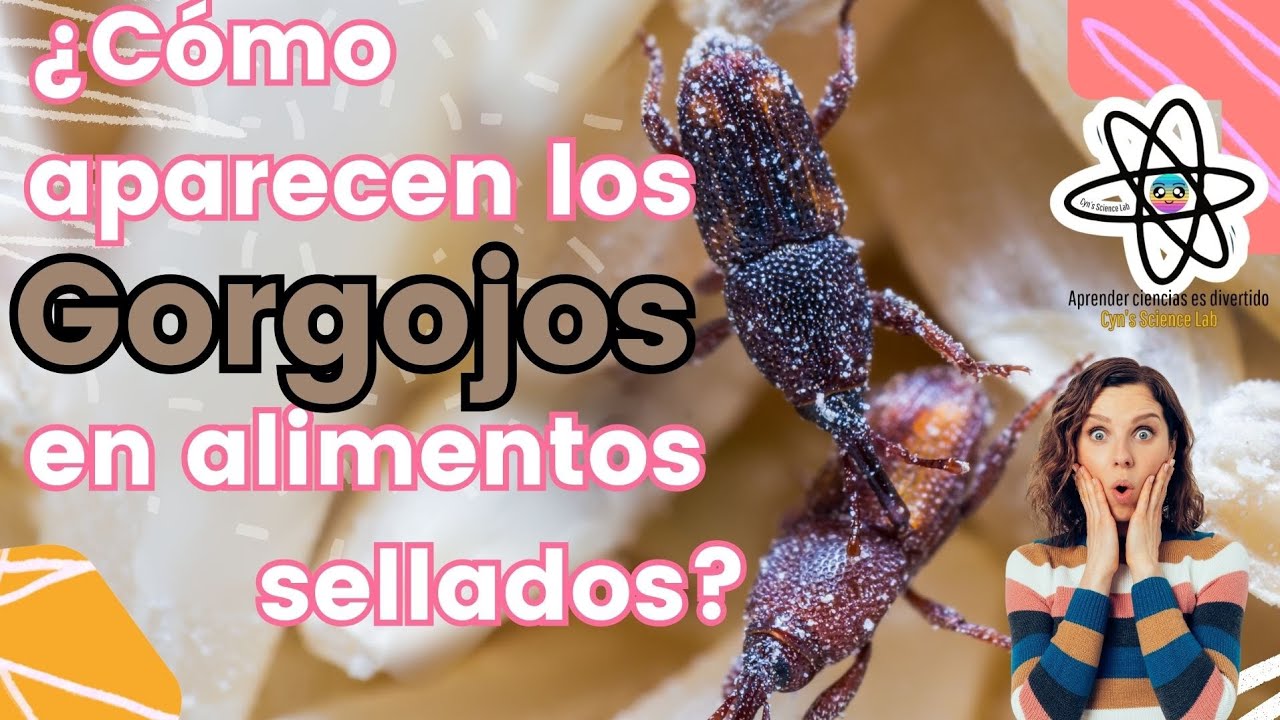 &iquest;C&oacute;mo aparecen los gorgojos en los paquetes cerrados?