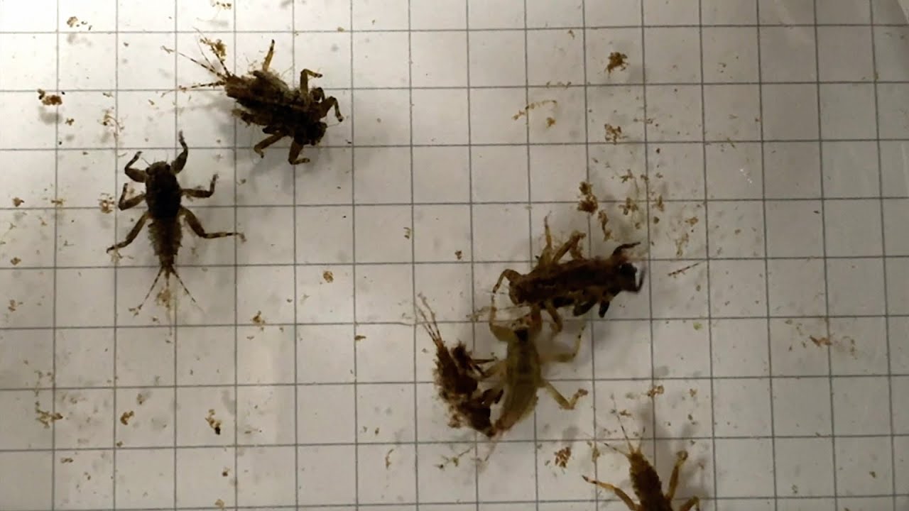 Macroinvertebrates of the Middle Provo River
