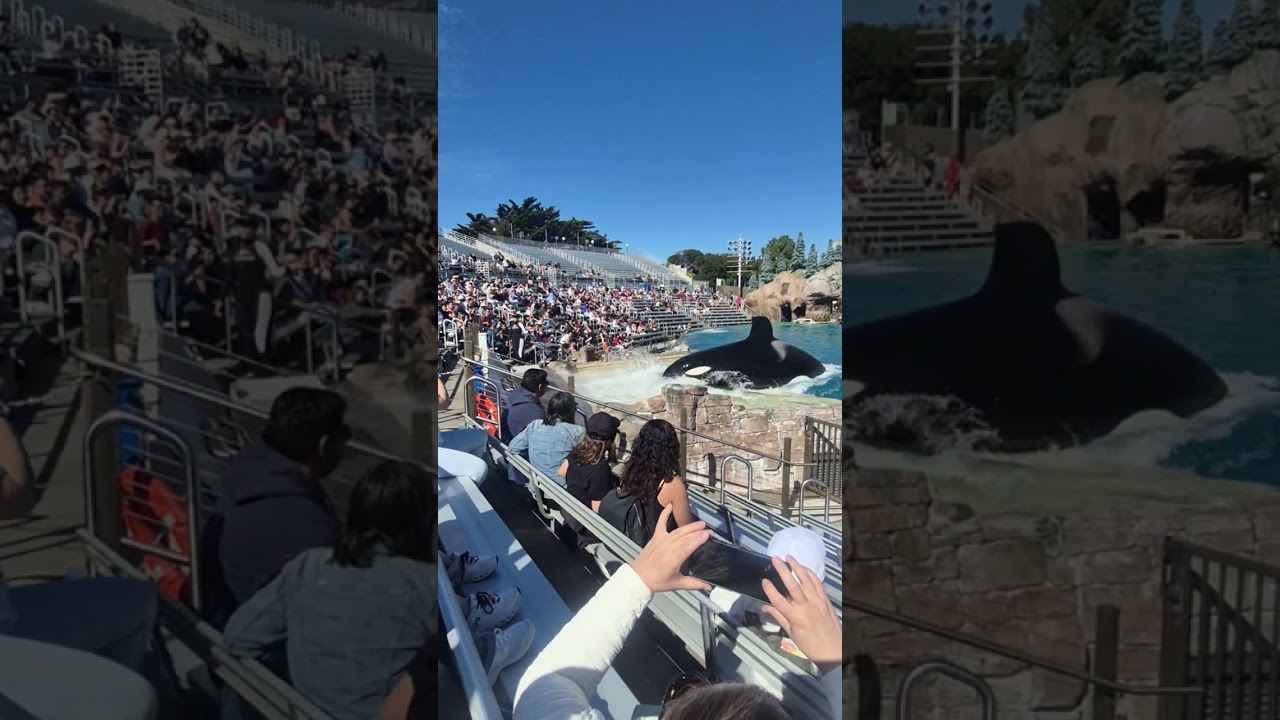 SHORTS #SeaWorld#Interesting # Exciting # Cool # Fun # Animals # Lovely # Feel Good #