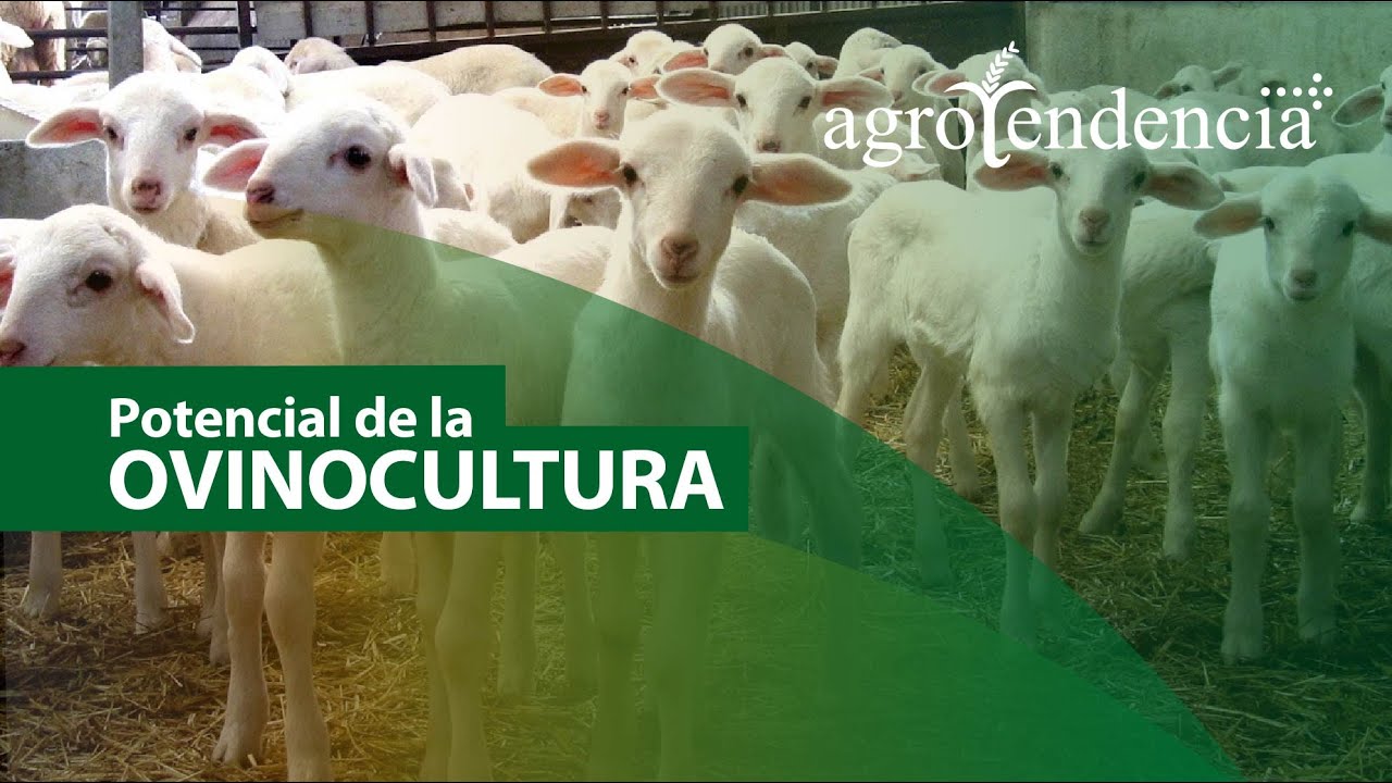 Cría de Ovinos | BONDADES DE LA OVINOCULTURA