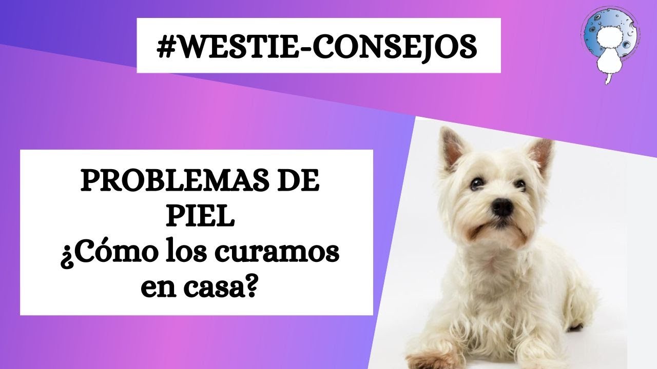 C&oacute;mo soluciono yo los problemas del piel en westies
