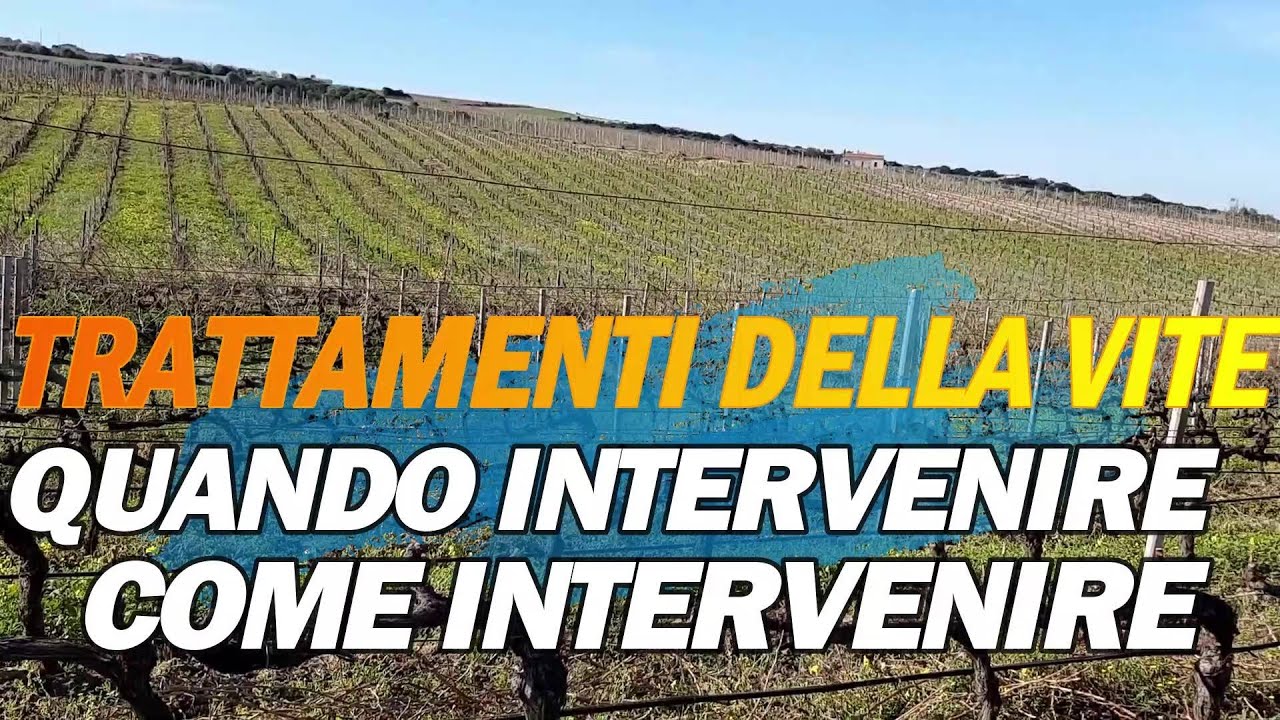 TRATTAMENTI DELLA VITE EP. 1: Momento di intervento ed efficacia della distribuzione.