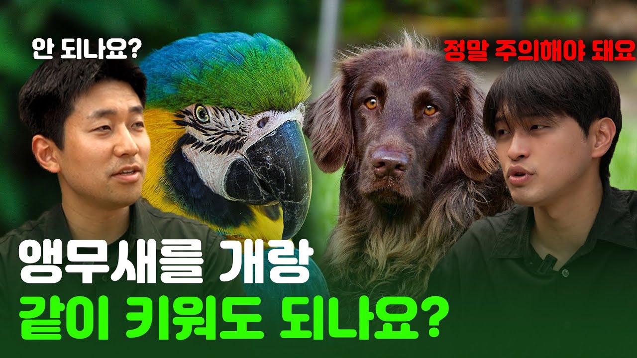 앵무새 키우고 있다면 꼭 봐야할 영상