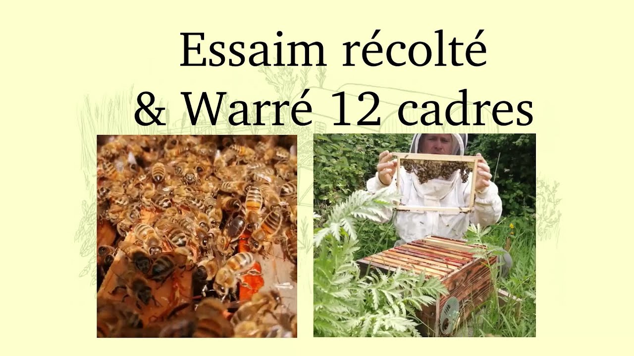 Essaim récolté en Warré 12 cadres, on visite!