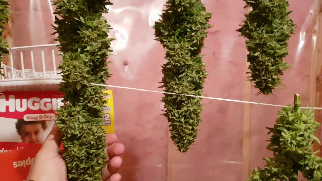 Gorilla Glue x Lemon Zkittle Harvest 2018