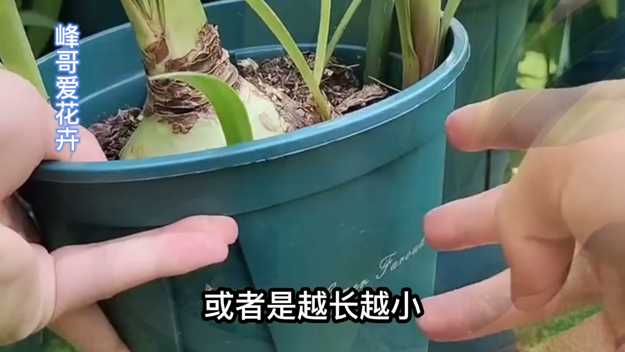 分享朱顶红秋季管理和休眠催花的具体方法，这样做开花多开花大