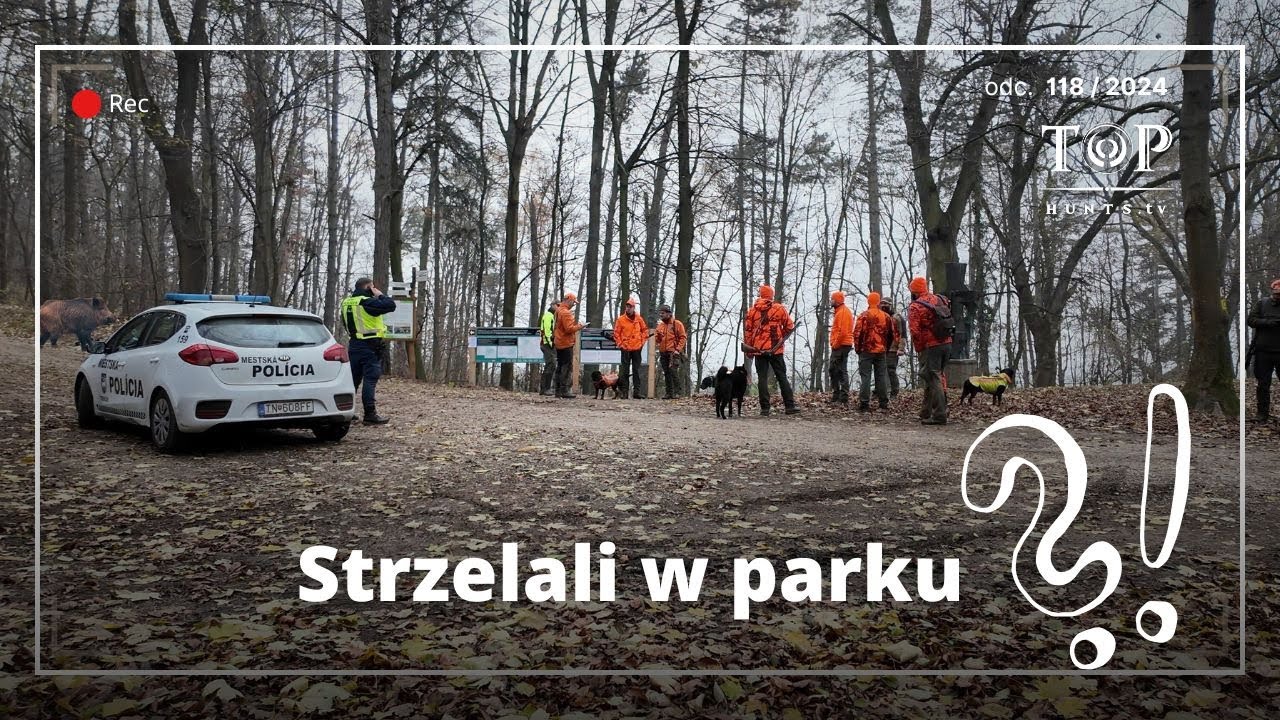 Polowanie zbiorowe na dziki i jelenie w miejskim parku. Wild boar hunting