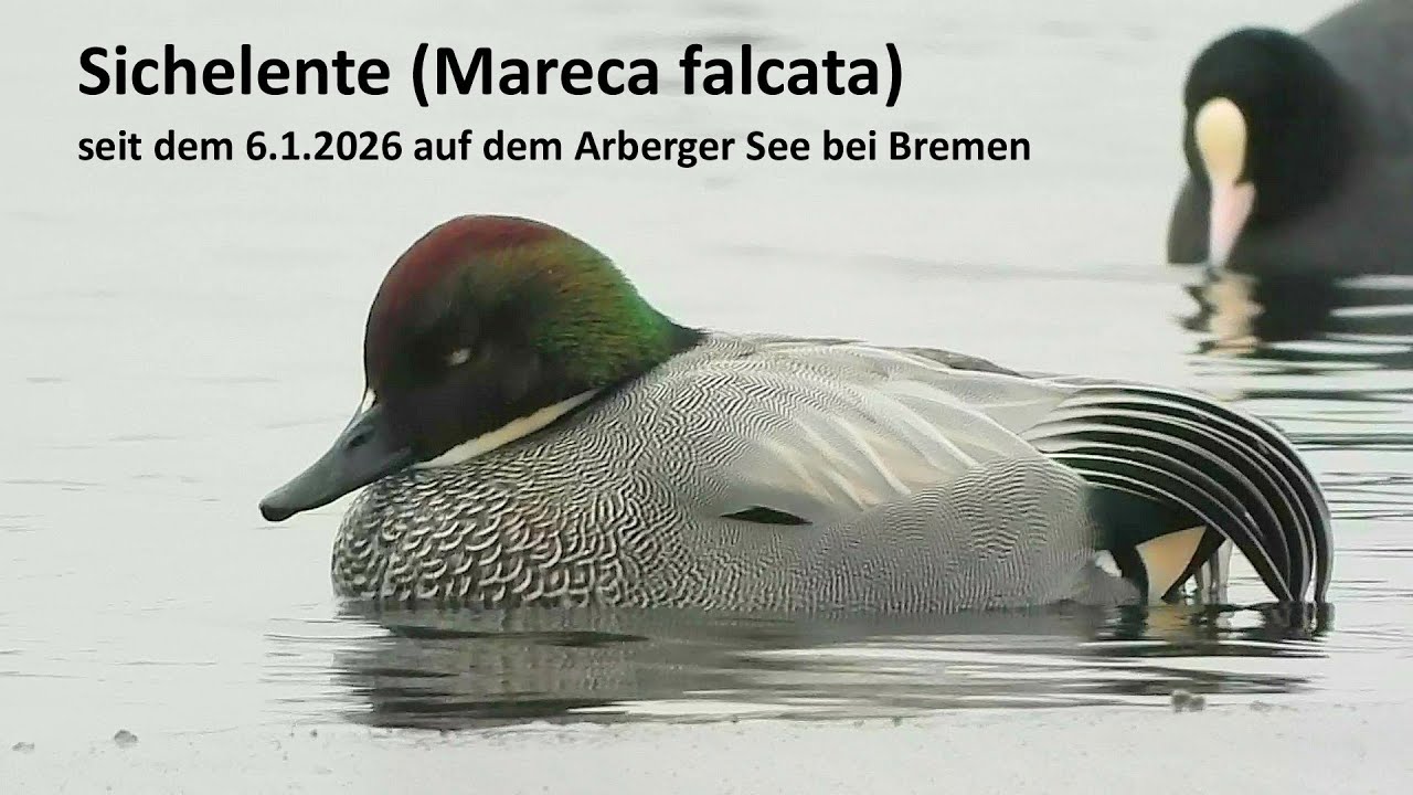 Sichelente (Mareca falcata) auf dem Arberger See bei Bremen (Januar 2026)