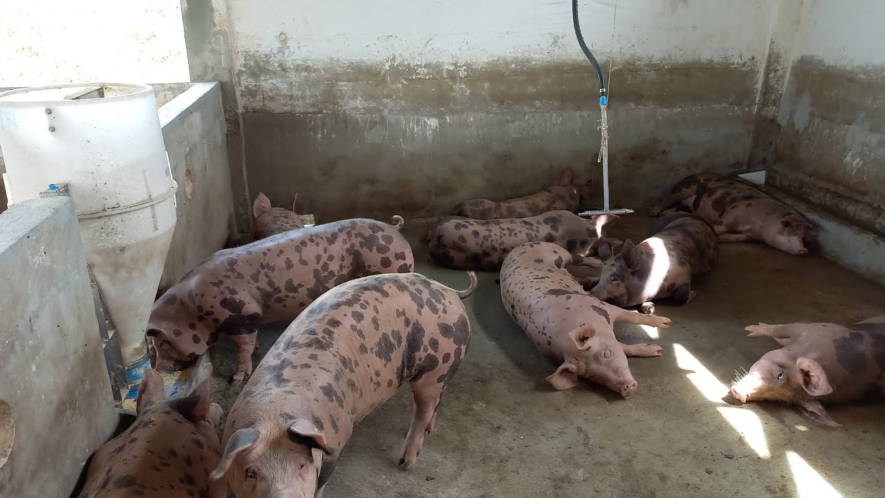 CRIAÇÃO DE SUÍNOS NO CARIRI PARAIBANO /GRANJA SUÍNO CULTURA PAI E FILHO  ANIMAIS DISPONÍVEL A VENDA