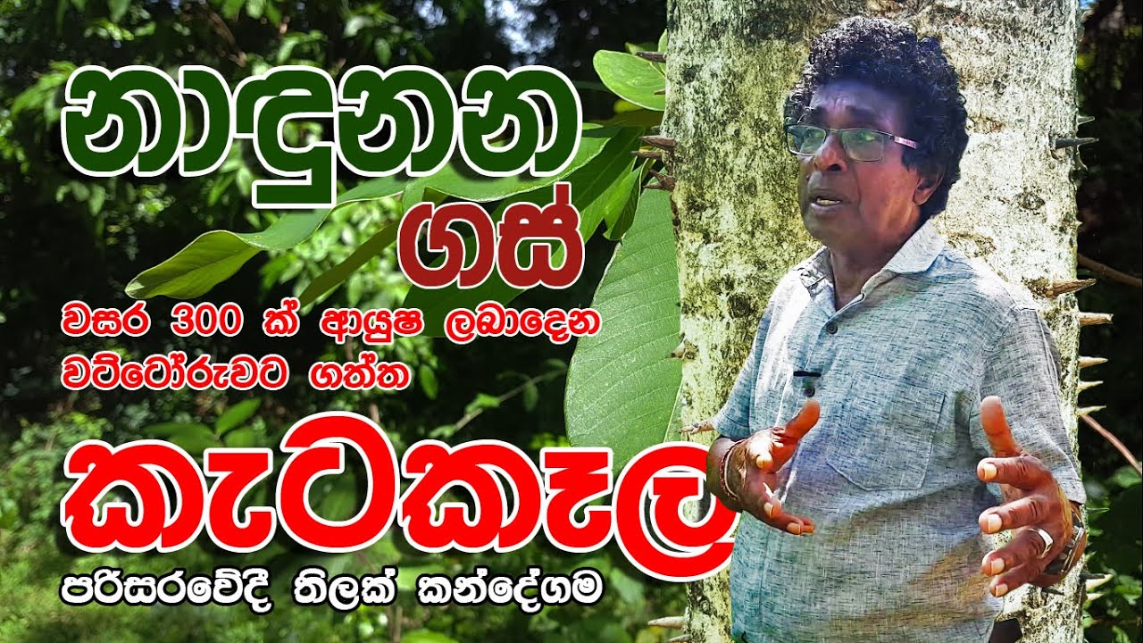 නාඳුනන ගස්  