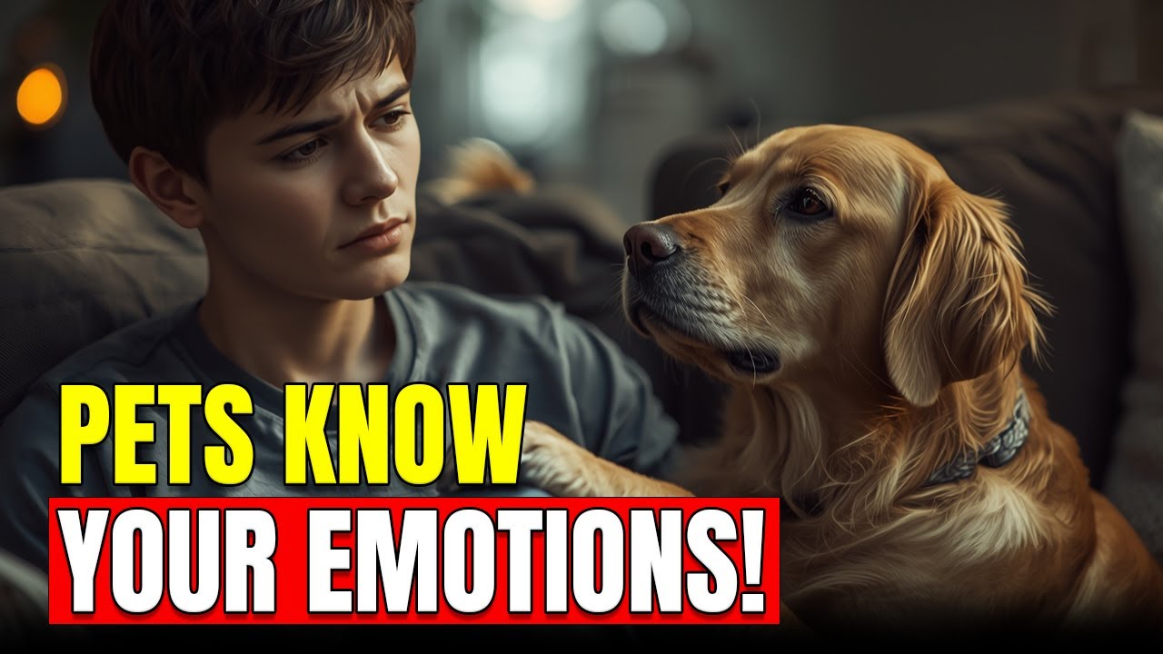 Pets That Understand Human Emotions