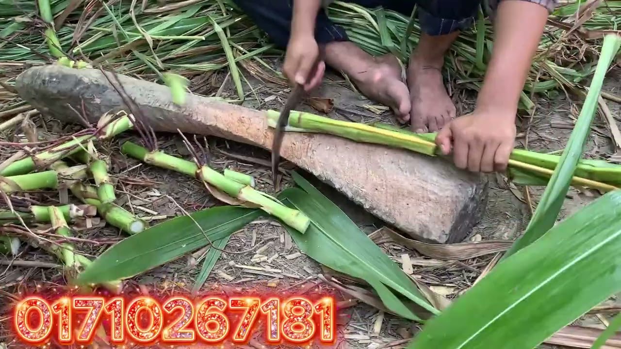 গুয়াতেমালা ঘাসের শিকড়সহ চারা বিক্রয় করা হচ্ছে