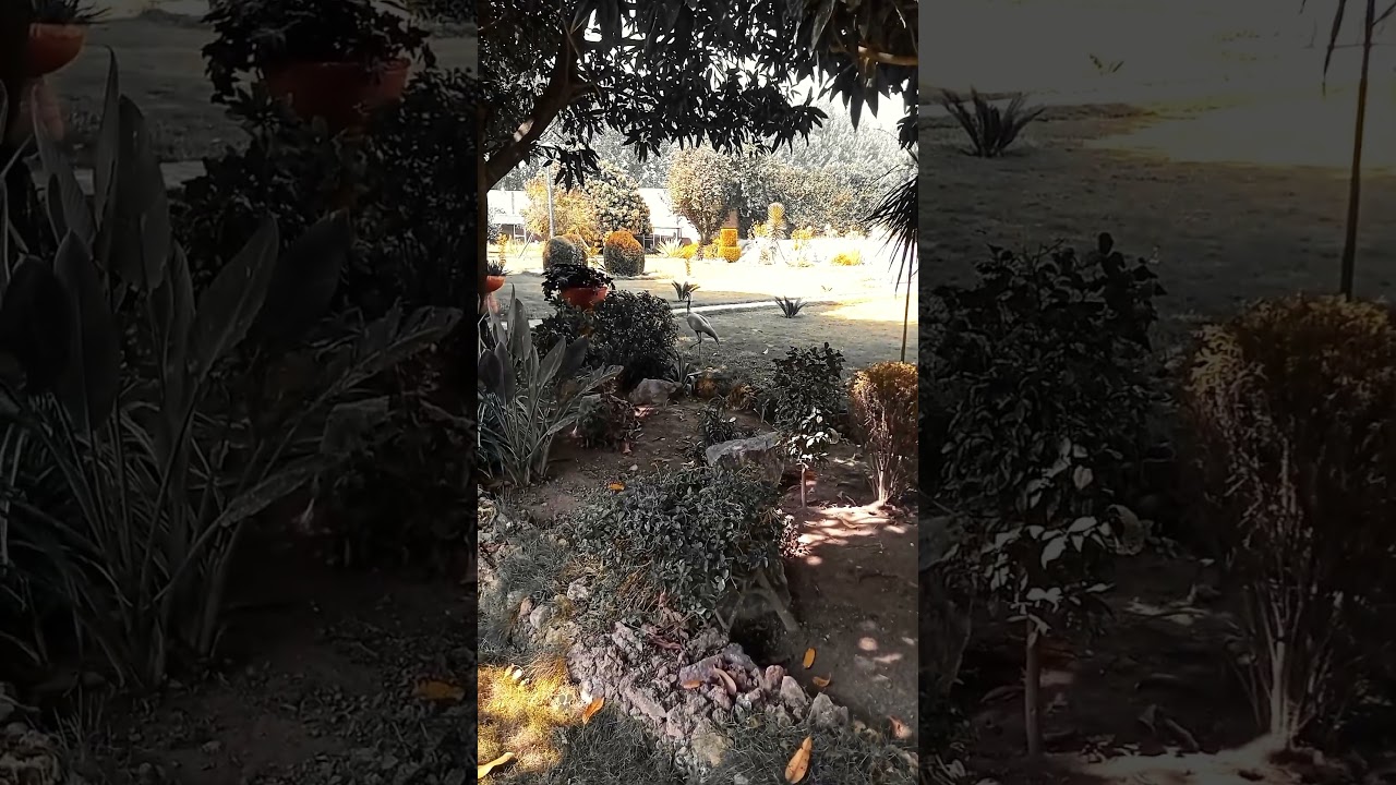 #GardenParadise#NatureInBloom#PeacefulGardenView#GreenEscape#GardenVibes#BloomingBeauty#Garden #love