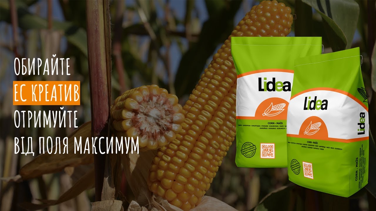 ЕС Креатив - гібрид кукурудзи Lidea